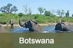 Elephants in Chobe River